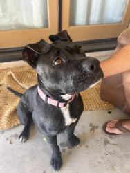 Found/Stray Female Dog last seen Pocahontas, Apple Valley, CA 92307