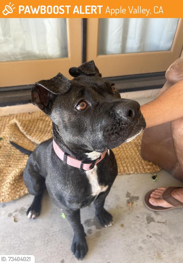 Found/Stray Female Dog last seen Pocahontas, Apple Valley, CA 92307