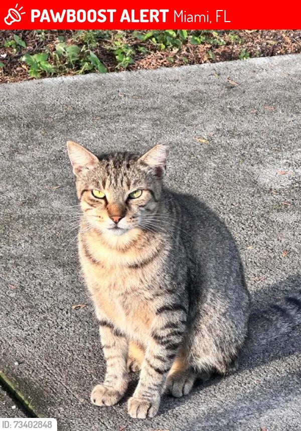 Lost Male Cat last seen SW 121st Ave, Miami, FL 33175