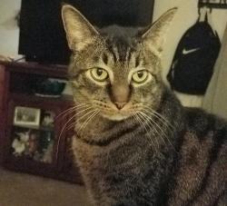 Lost Male Cat last seen Dearborn, NE, Keizer Rd, Keizer, OR 97303