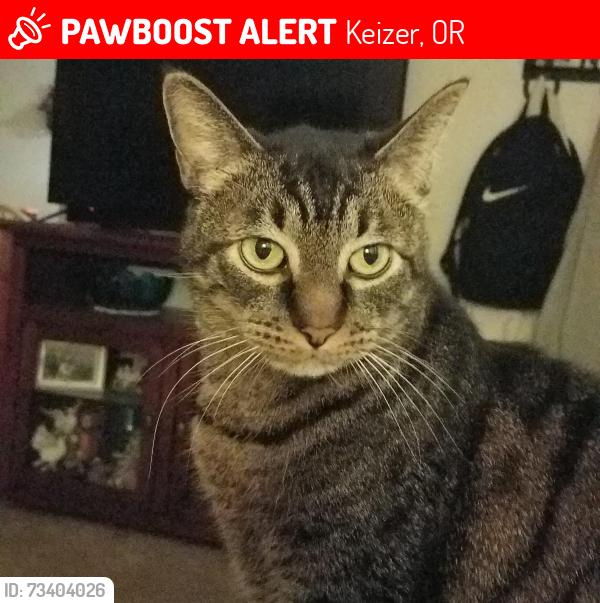 Lost Male Cat last seen Dearborn, NE, Keizer Rd, Keizer, OR 97303