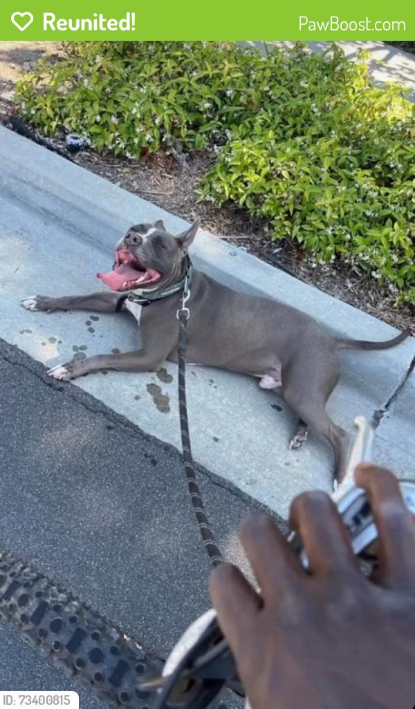 Reunited Male Dog last seen Elementary school, San Diego, CA 92114