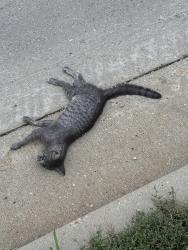 Found/Stray Unknown Cat last seen Right outside the entrance to the Goodwill parking lot, across from the bus stop, Milwaukee, WI 53225