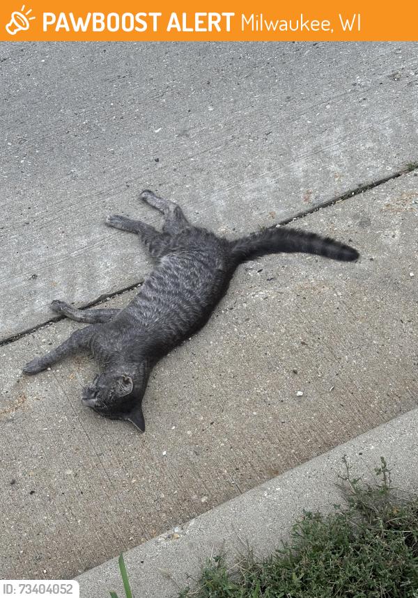 Found/Stray Unknown Cat last seen Right outside the entrance to the Goodwill parking lot, across from the bus stop, Milwaukee, WI 53225