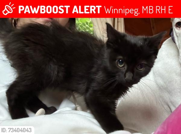 Lost Female Cat last seen Traverse or Kenny, Winnipeg, MB R2H 1E2