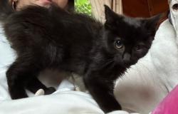 Lost Female Cat last seen Traverse or Kenny, Winnipeg, MB R2H 1E2