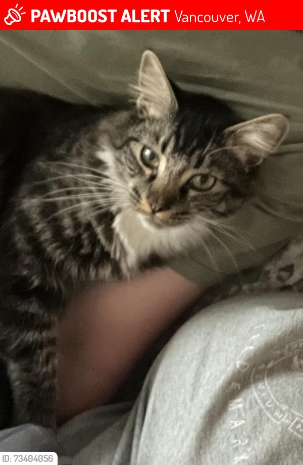 Lost Male Cat last seen CVS on 162nd and NE 28th Street, Vancouver, WA 98682