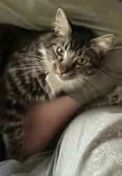 Lost Male Cat last seen CVS on 162nd and NE 28th Street, Vancouver, WA 98682