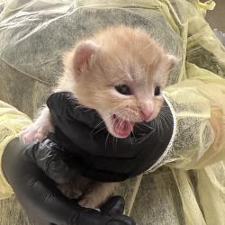 Shelter Stray Male Cat last seen , 5570 Sturmer Park Cir, Winston-Salem, NC 27105, USA