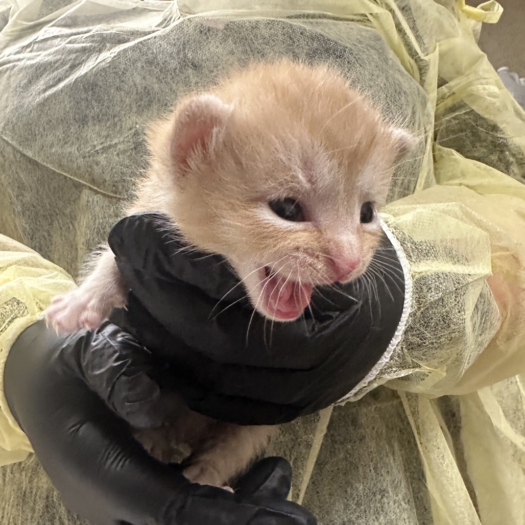 Shelter Stray Male Cat last seen , 5570 Sturmer Park Cir, Winston-Salem, NC 27105, USA