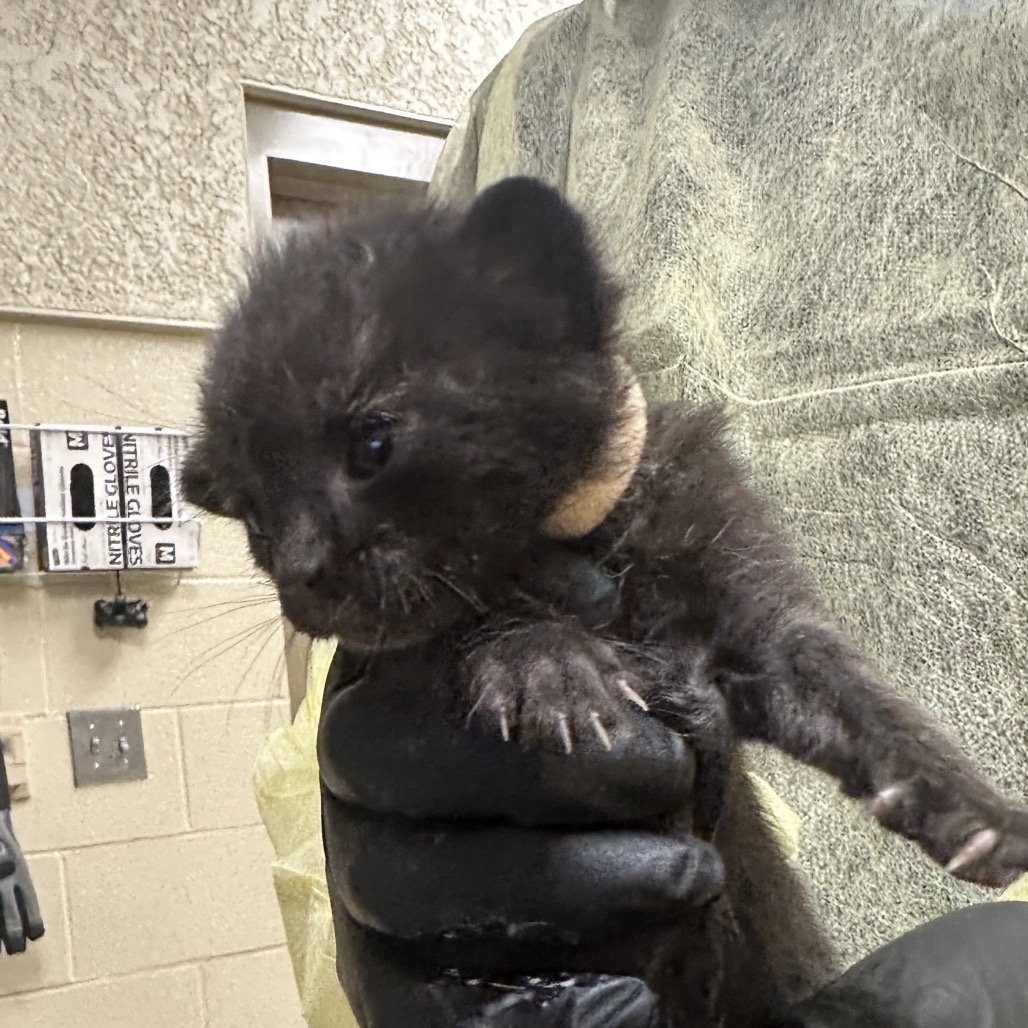 Shelter Stray Male Cat last seen , 5570 Sturmer Park Cir, Winston-Salem, NC 27105, USA
