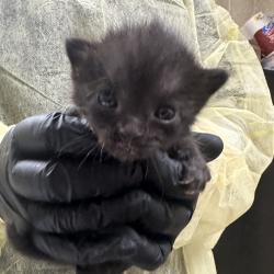Shelter Stray Female Cat last seen , 5570 Sturmer Park Cir, Winston-Salem, NC 27105, USA