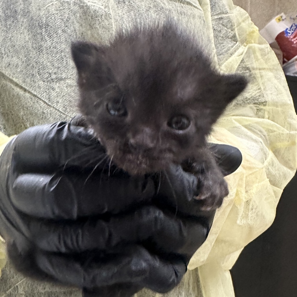 Shelter Stray Female Cat last seen , 5570 Sturmer Park Cir, Winston-Salem, NC 27105, USA