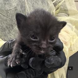 Shelter Stray Female Cat last seen , 5570 Sturmer Park Cir, Winston-Salem, NC 27105, USA
