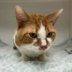 Shelter Stray Male Cat last seen , Animal Care & Control Team of Philly, 111 W Hunting Park Ave, Philadelphia, PA 19140, USA