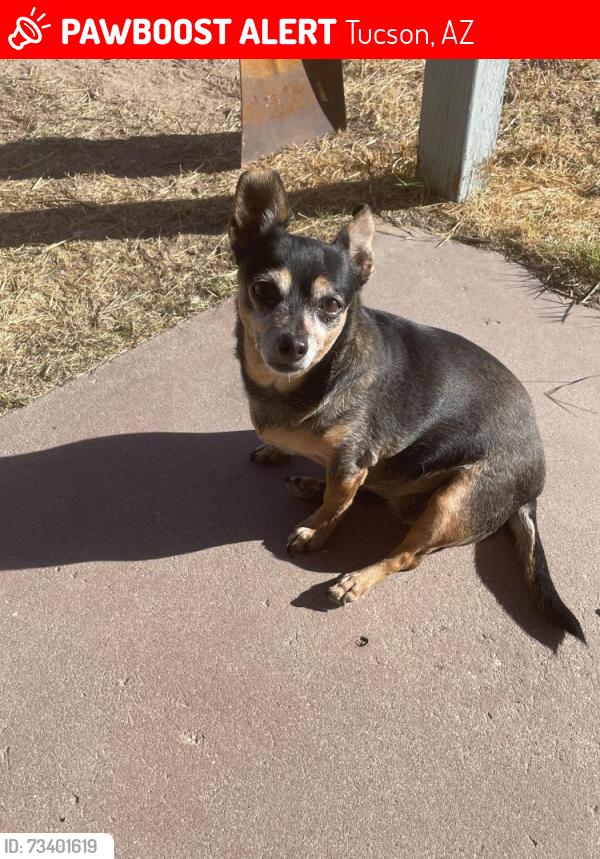 Lost Female Dog last seen 36th & Kino and 36th & Campbell, Tucson, AZ 85713