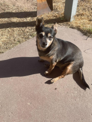 Lost Female Dog last seen 36th & Kino and 36th & Campbell, Tucson, AZ 85713