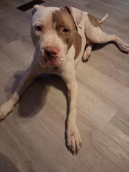 Found/Stray Male Dog last seen Near, Austin, AR 72007