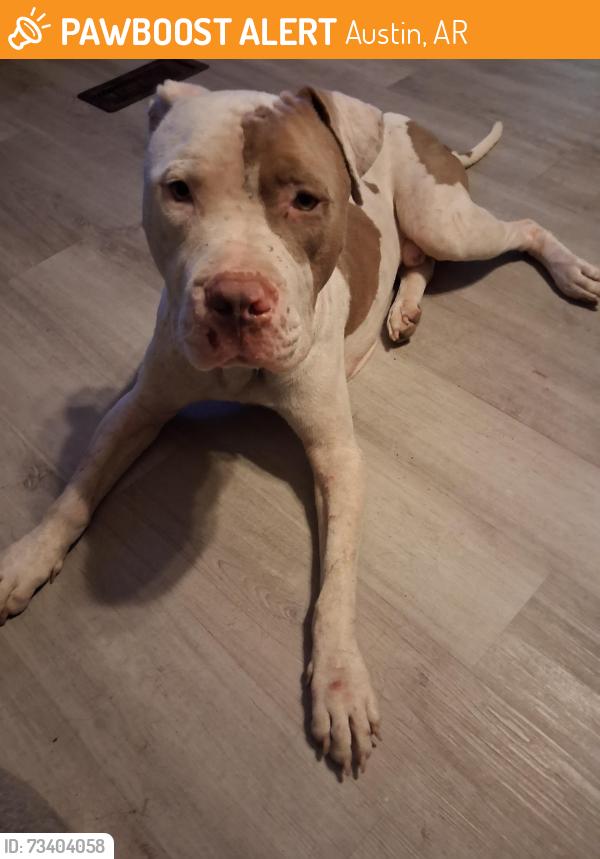 Found/Stray Male Dog last seen Near, Austin, AR 72007