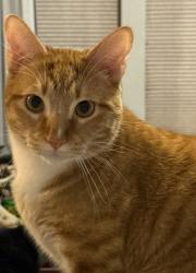 Lost Male Cat last seen Wedgewood golf area, Plainfield, IL 60544