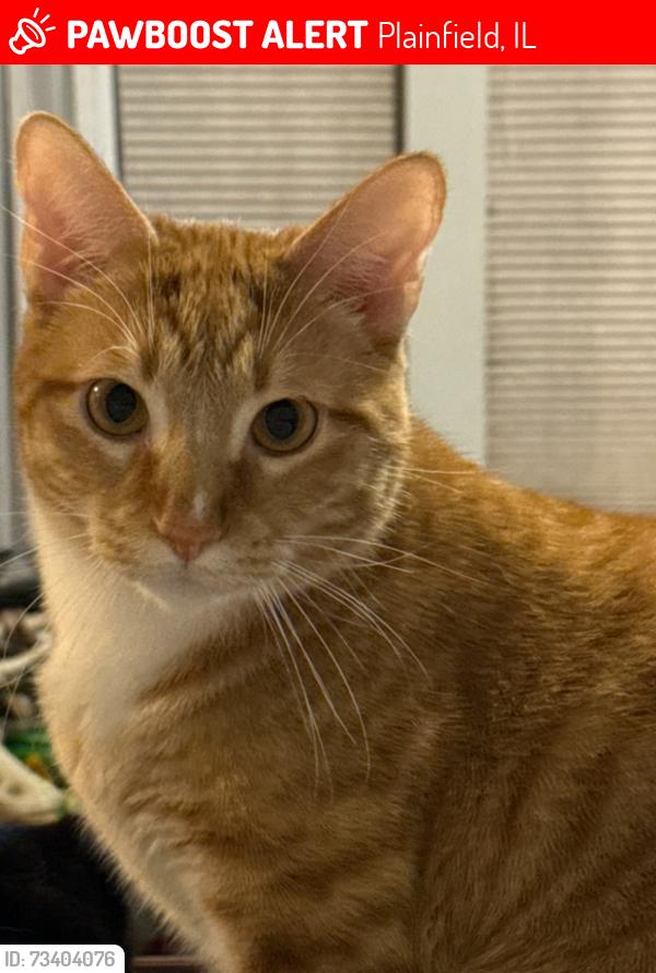 Lost Male Cat last seen Wedgewood golf area, Plainfield, IL 60544