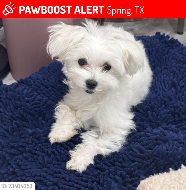 Lost Female Dog last seen S Vesper Bend Circle Spring, TX 77382, Spring, TX 77382