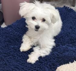 Lost Female Dog last seen S Vesper Bend Circle Spring, TX 77382, Spring, TX 77382