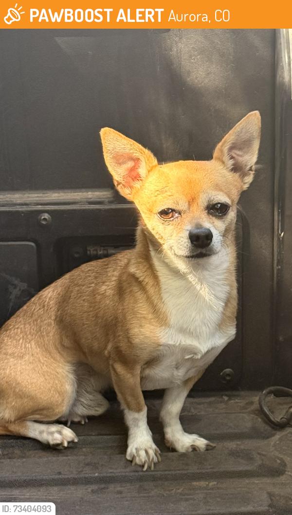 Found/Stray Male Dog last seen S bahama st and E leighigh st, Aurora, CO 80013