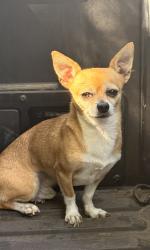 Found/Stray Male Dog last seen S bahama st and E leighigh st, Aurora, CO 80013