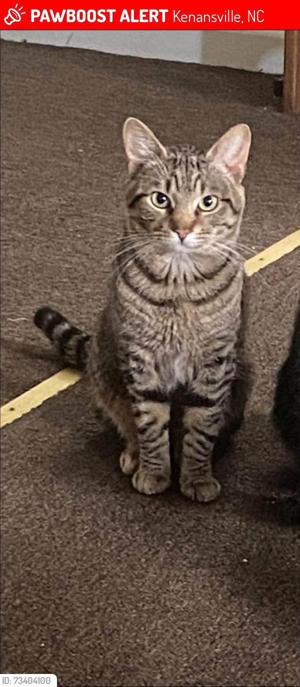 Lost Male Cat last seen Bridges Rd, Kenansville, NC 28349