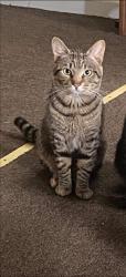 Lost Male Cat last seen Bridges Rd, Kenansville, NC 28349