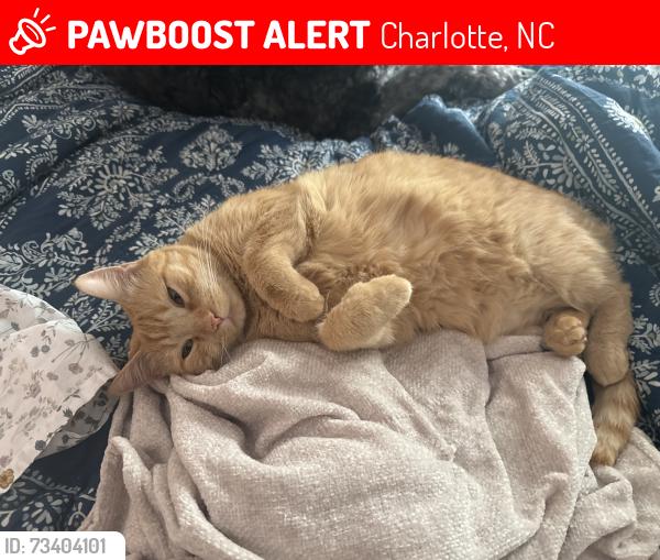 Lost Female Cat last seen Langley Mill Ct and Cambridge Commons, Charlotte, NC 28215
