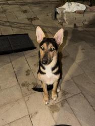 Found/Stray Male Dog last seen E Belknap st, Haltom City, TX 76111