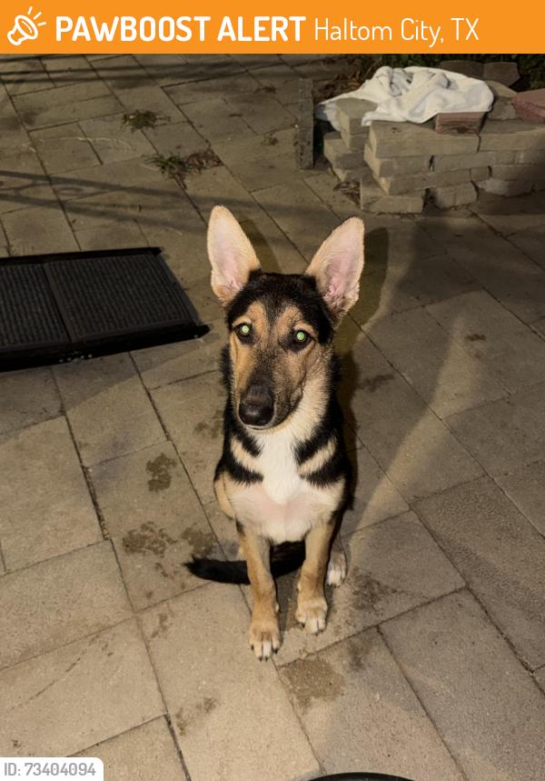 Found/Stray Male Dog last seen E Belknap st, Haltom City, TX 76111