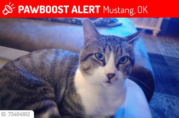 Lost Male Cat last seen Hwy 152 and Morgan Rd near Dollar General, Mustang, OK 73064