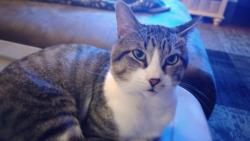 Lost Male Cat last seen Hwy 152 and Morgan Rd near Dollar General, Mustang, OK 73064