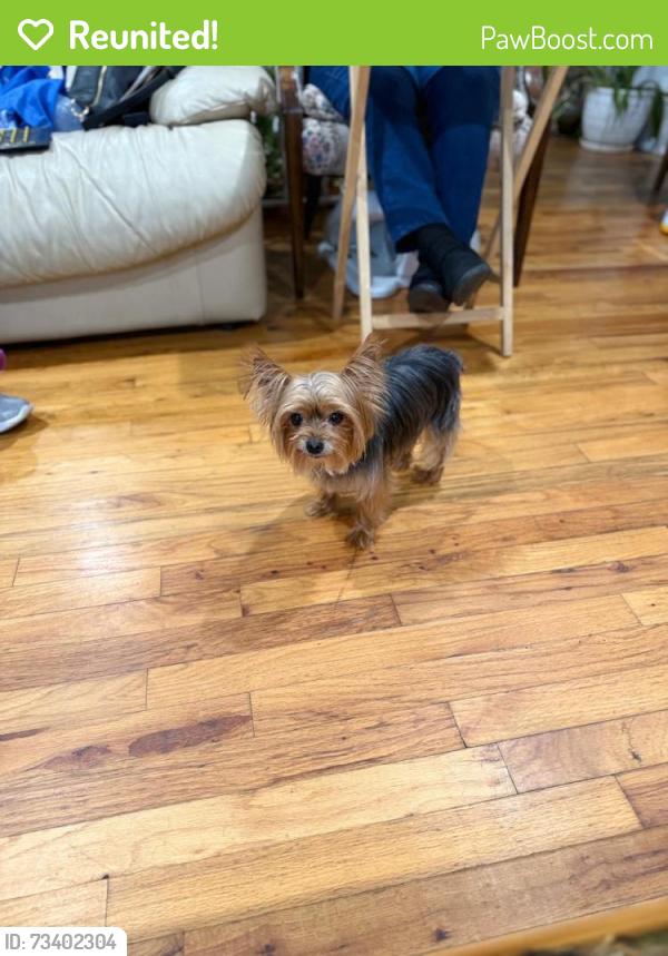 Reunited Female Dog last seen Spur Drive N, Bay Shore, NY 11706