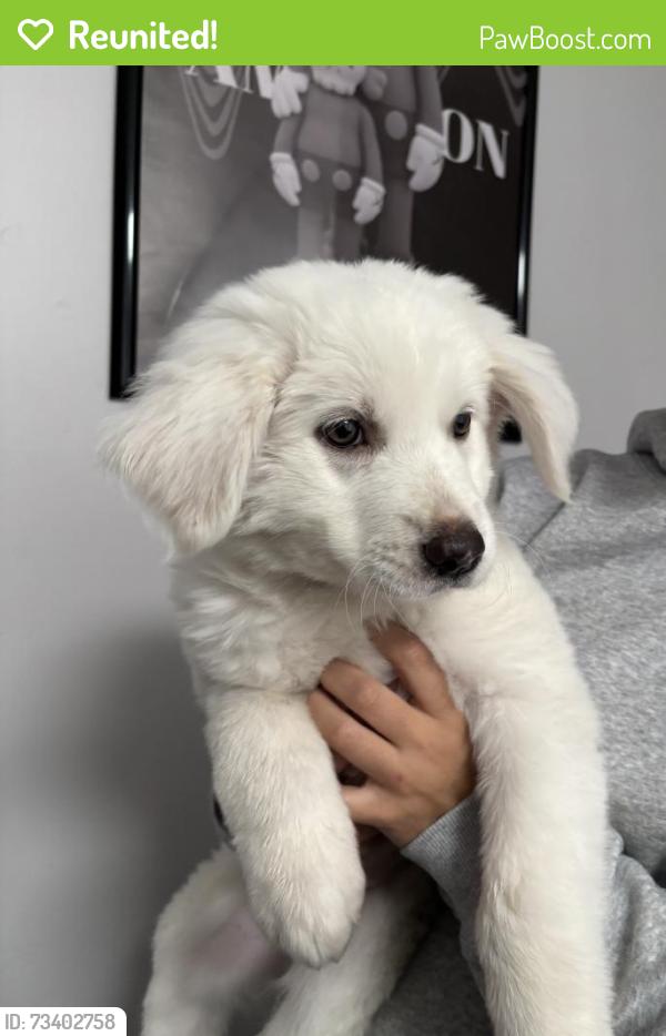 Reunited Female Dog last seen Unser and McMahon by new Ihop, Albuquerque, NM 87114
