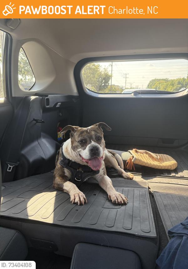 Found/Stray Female Dog last seen Iswa nature preserve, Charlotte, NC 28214