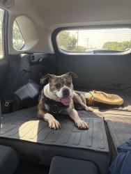 Found/Stray Female Dog last seen Iswa nature preserve, Charlotte, NC 28214