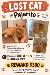 Lost Male Cat last seen Woodley ave and San fernando mission, Los Angeles, CA 91344