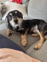 Found/Stray Male Dog last seen Colony Heights apmt, Hickory, NC 28601
