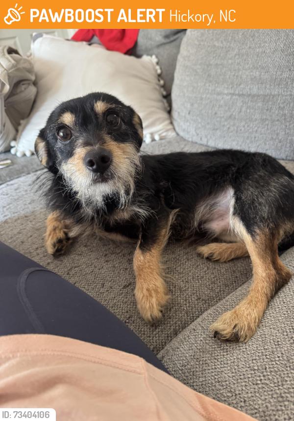Found/Stray Male Dog last seen Colony Heights apmt, Hickory, NC 28601