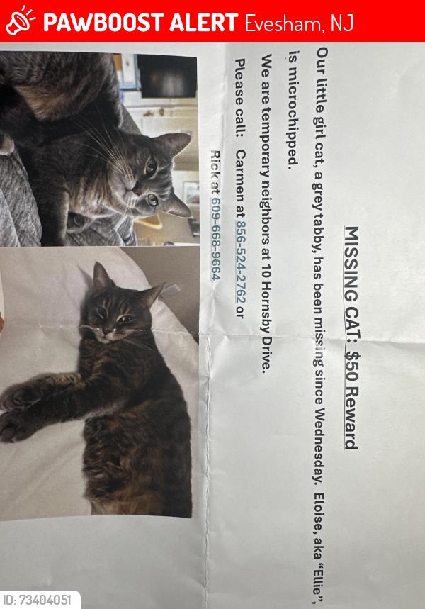 Lost Female Cat last seen Corner of Hornsby Dr. & Holden Ct. Just off of Carlton, Evesham, NJ 08053