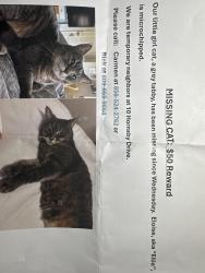 Lost Female Cat last seen Corner of Hornsby Dr. & Holden Ct. Just off of Carlton, Evesham, NJ 08053