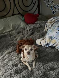Reunited Female Dog last seen Pacoima, Los Angeles, CA, USA, Los Angeles, CA 91331