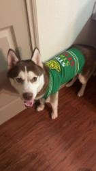 Lost Male Dog last seen olympus falcon landing, Katy, TX 77494