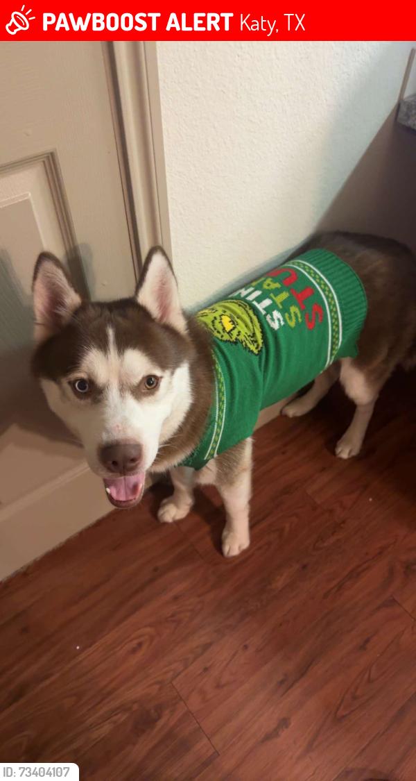 Lost Male Dog last seen olympus falcon landing, Katy, TX 77494