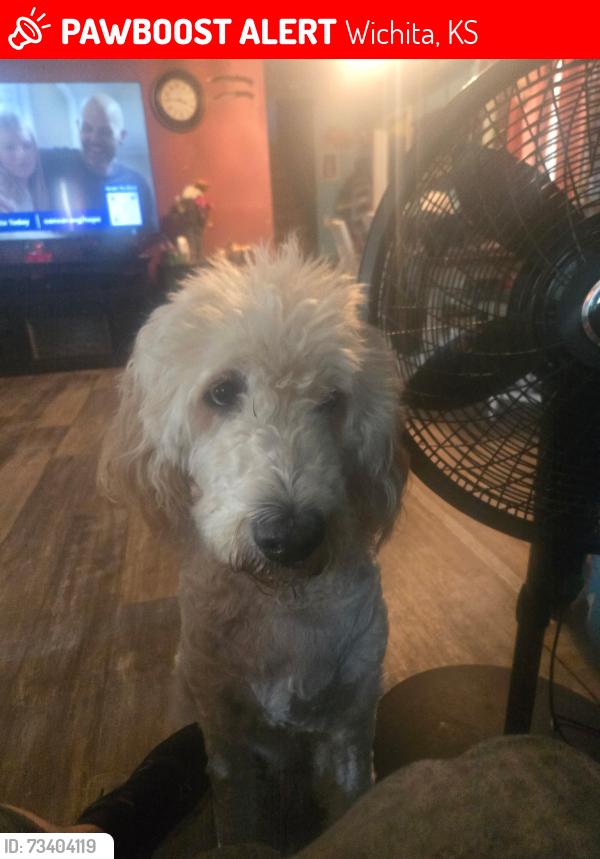 Lost Male Dog last seen Near s Wichita st 67217, Wichita, KS 67217