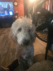 Lost Male Dog last seen Near s Wichita st 67217, Wichita, KS 67217